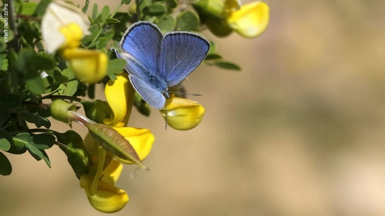ספירת הפרפרים הגדולה