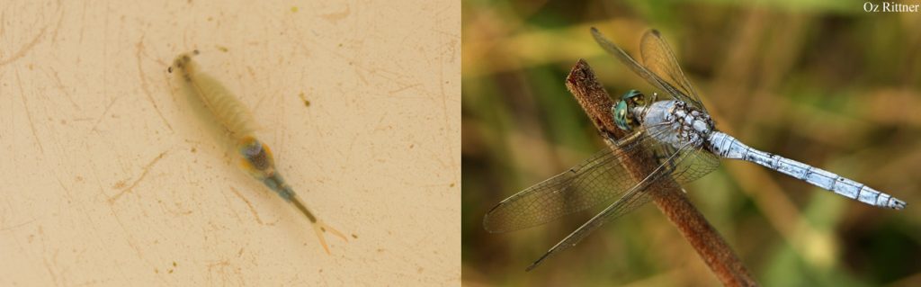 מימין: ריחופית כחולה (שפירית). צילום: עוז ריטנר; משמאל: זימרגל (סרטן ירוד). צילום: צוות המלא"ק