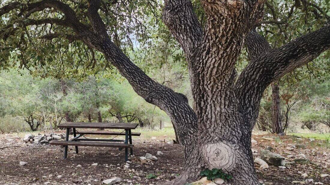 היערות הם גם משאב נופש ופנאי. צילום: ג'ומאנה באריה
