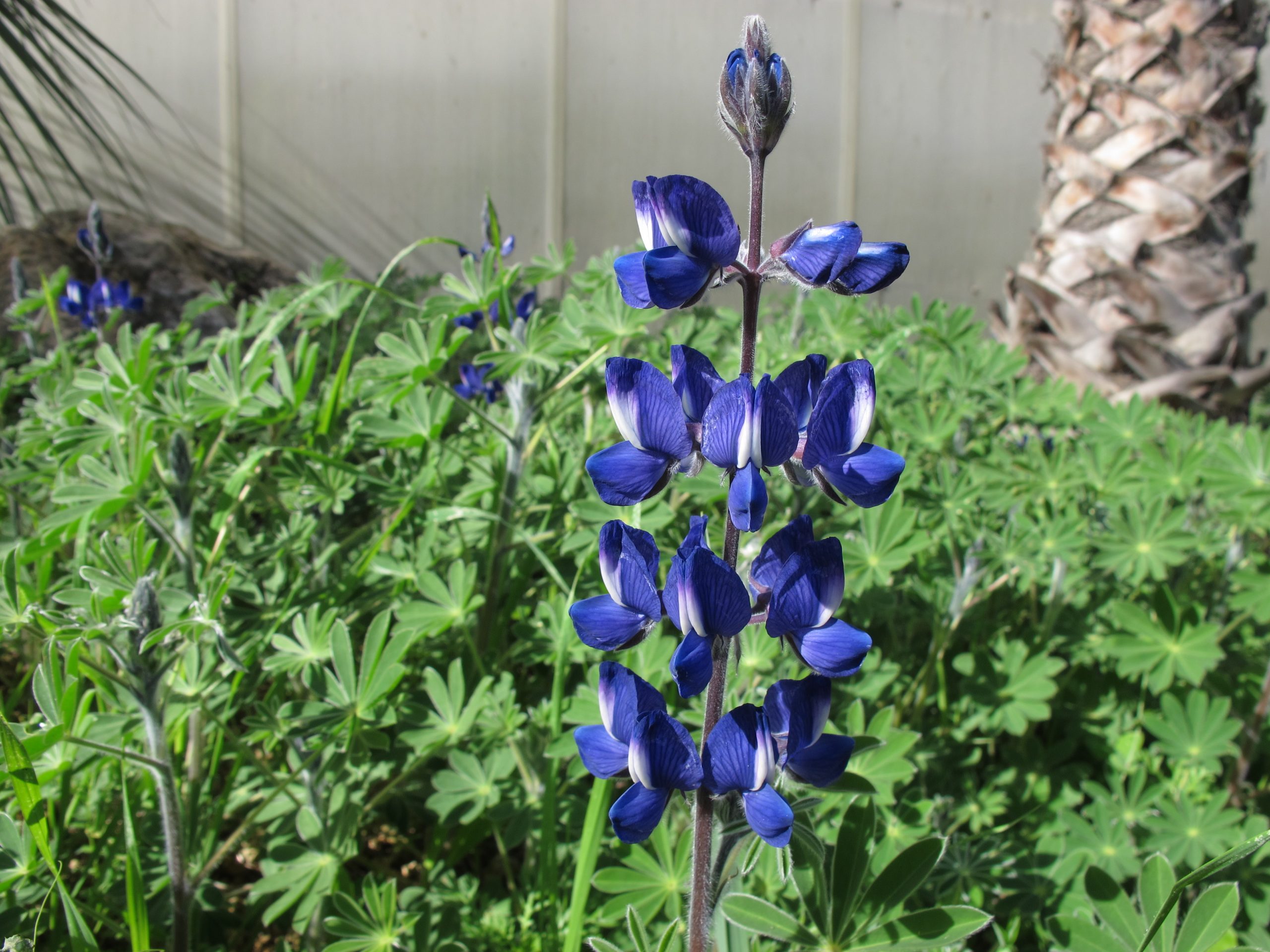 פריחתו הסגולה המפוארת של תורמוס ההרים Lupinus pilosus. צילום: ד"ר יובל ספיר