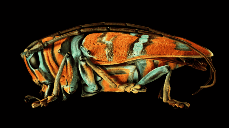 Microsculpture | חרקים ובגדול