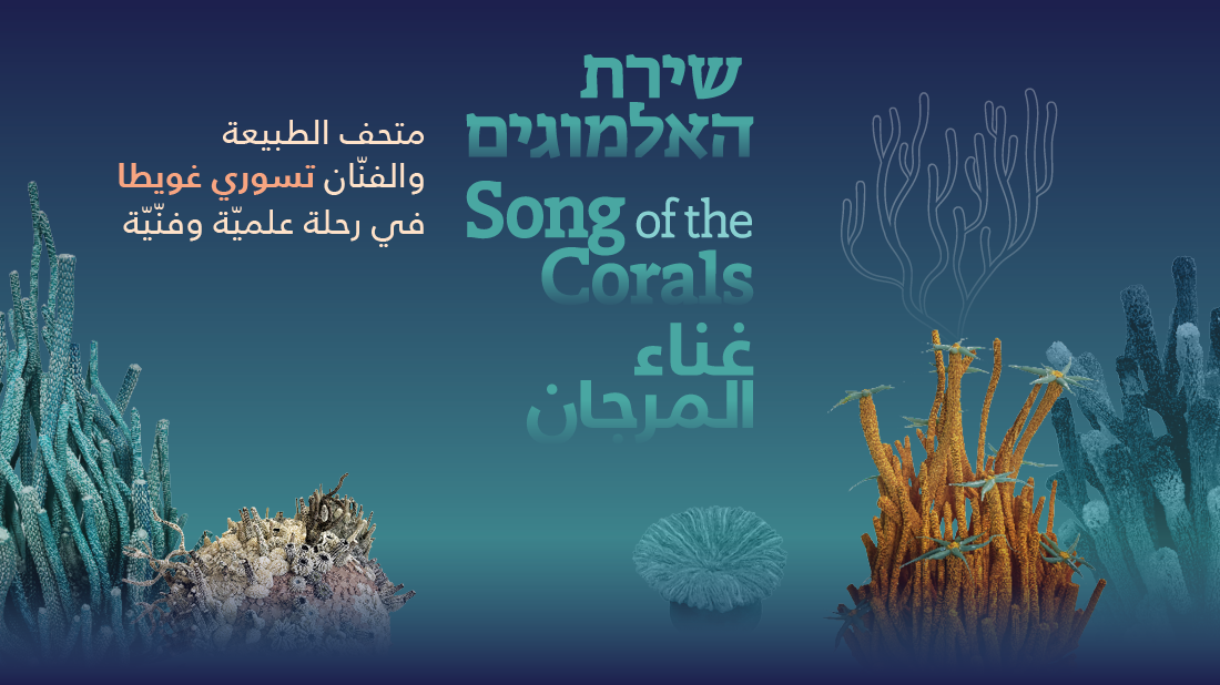 NM_CORALS_SLIDER_ARB