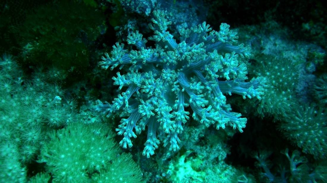 Aquatic and marine collections