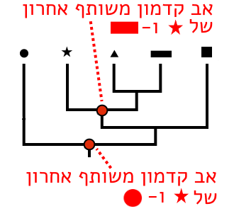 תבנית ההסתעפויות של העץ מעידה על יחסים; טקסונים שחולקים יותר אבות קדומים משותפים קרובים יותר זה לזה