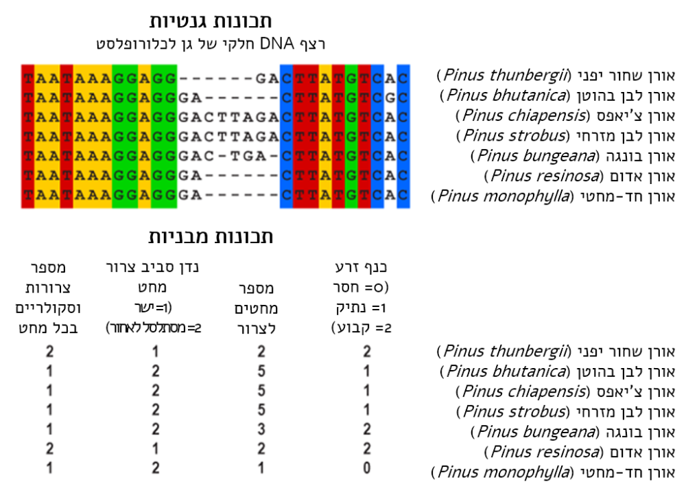 שני סוגים של מטריצות מידע לצורך שחזור הפילוגנזה של שבעה מיני אורנים. מטריצה מלאה יכולה לכלול מאות מינים ולכלול הרבה מאוד תכונות מבניות ורצפים גנטיים באורך אלפי בסיסים