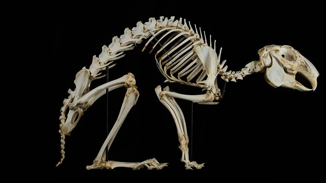 Terrestrial vertebrates collection