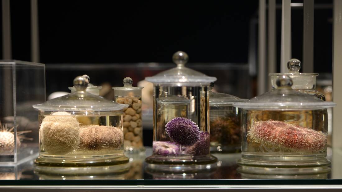 Marine Biodiversity