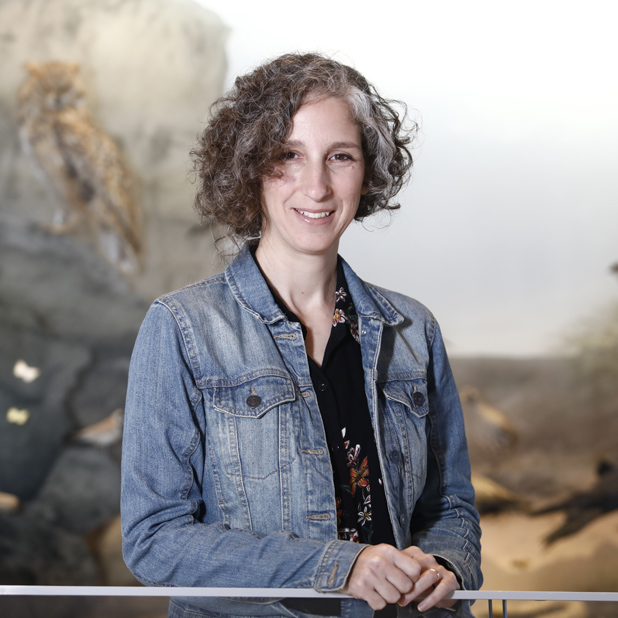 Dr. Noga Sokolover