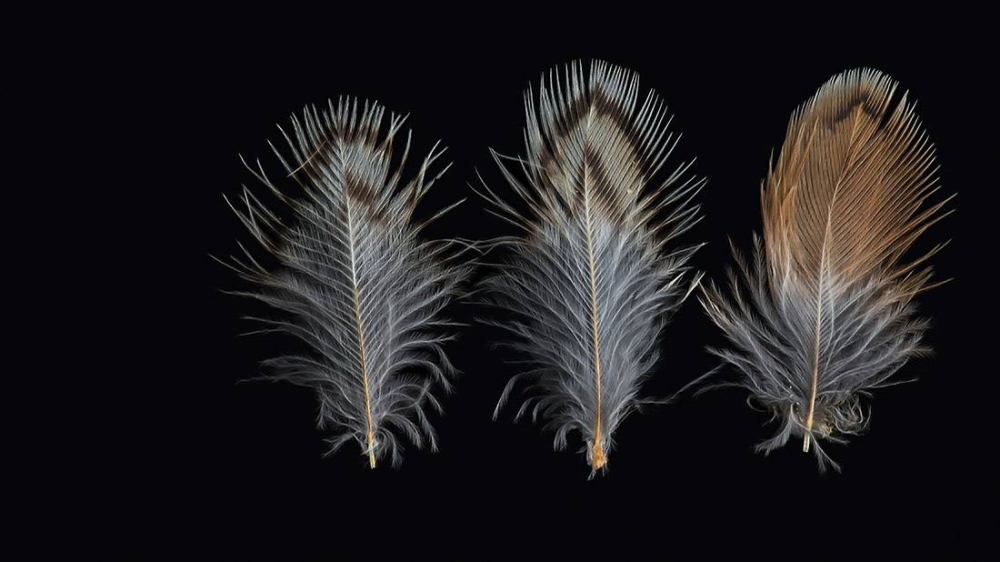The feather identification lab