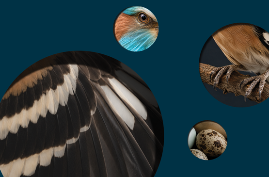 A museum from the inside | Meet the Collection (recommended for age 10+)