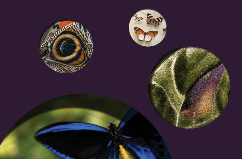 NM_MUSEUMINSIDE_SMARTICKET_BUTTERFLY
