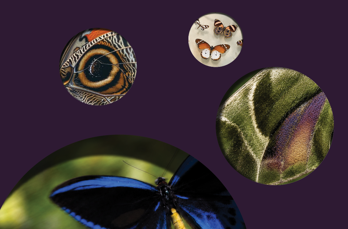 A museum from the inside | Meet the Collection (recommended for age 10+)