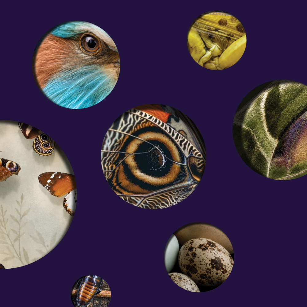 NM_MUSEUMINSIDE_WEBSITE