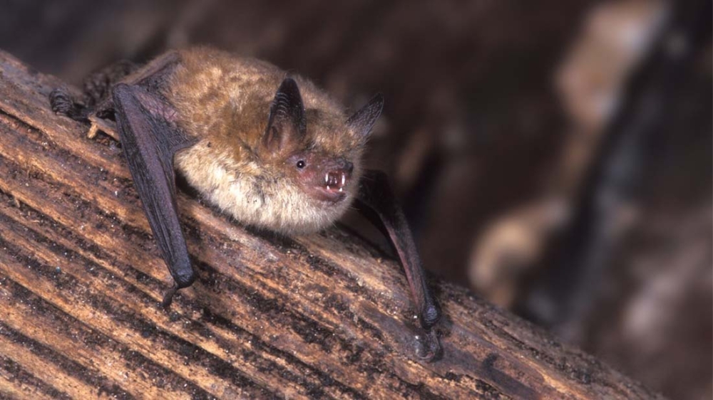 נִשְׁפּוֹן פְּגוּם-אֹזֶן, שם מדעי: Myotis emarginatus