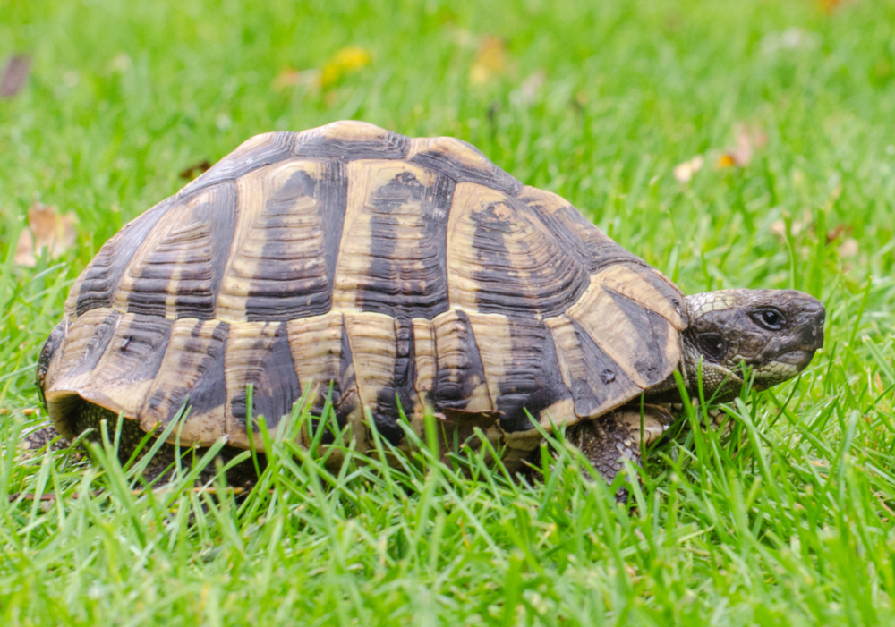 צב-יבשה מצוי
שם מדעי: Testudo graeca