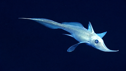 NOAA Office of Ocean Exploration and Research. Available under the Creative Commons Attribution-ShareAlike 2.0 (CC BY-SA 2.0) license